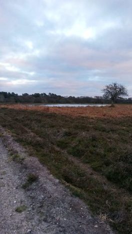 A post Christmas New Forest walk is traditional for me. Image by Allison Symes