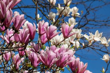 magnolia-3311756__480