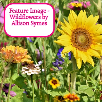 Feature Image - Wildflowers